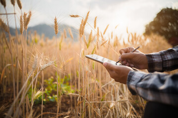 Farmer giving advice on wheat work online on tablet in wheat field