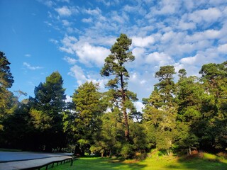 landscape with trees