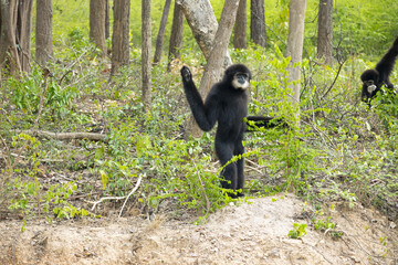 le grand singe le Gibbon Lar  bipède : gibbons à mains blanches se tenant de bout et marchant dans la forêt