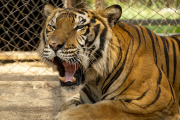 tigre de Thailande dans un parc animalier