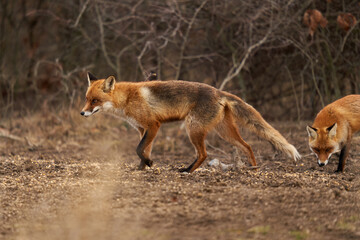 Naklejka na ściany i meble Adult fox in the forest