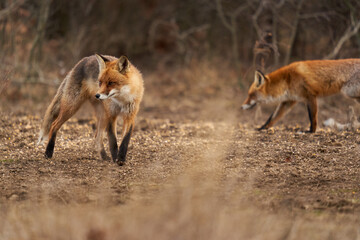 Obraz premium Adult fox in the forest