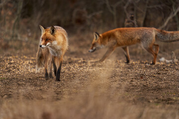 Naklejka na ściany i meble Adult fox in the forest