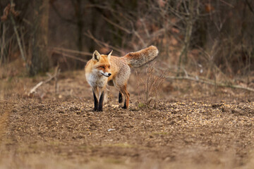Naklejka na ściany i meble Adult fox in the forest