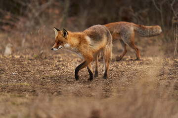 Adult fox in the forest