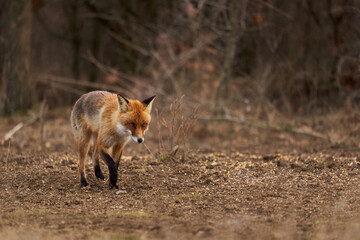 Adult fox in the forest