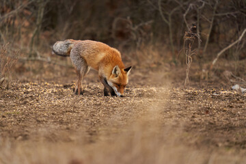 Adult fox in the forest