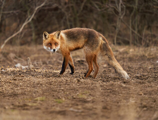 Adult fox in the forest