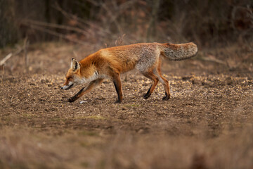 Adult fox in the forest
