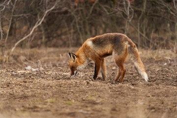 Adult fox in the forest