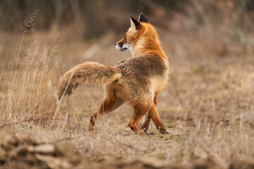 Adult fox in the forest
