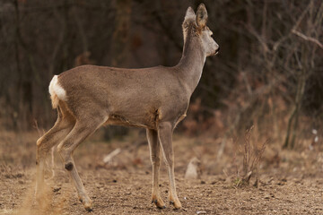 Roe deer at the feeding spot in the forest