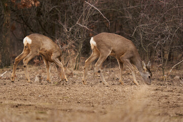 Roe deer at the feeding spot in the forest