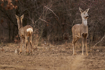Roe deer at the feeding spot in the forest