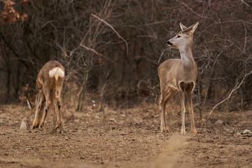 Roe deer at the feeding spot in the forest
