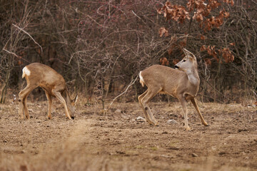 Roe deer at the feeding spot in the forest
