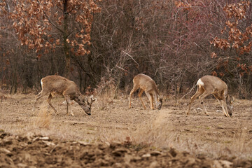 Roe deer at the feeding spot in the forest