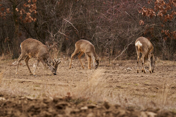 Roe deer at the feeding spot in the forest