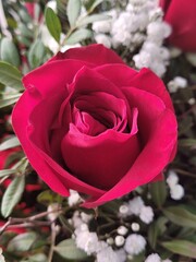 Red rose in the garden. Saint Valentine's day
