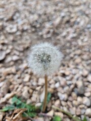 Fototapeta premium Dandelion in the wind. Nature plant
