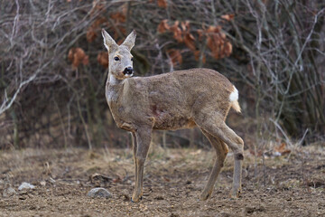 Roe deer at the feeding spot in the forest