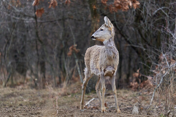 Roe deer at the feeding spot in the forest