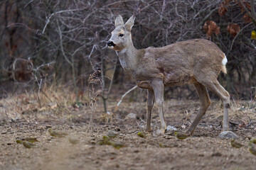 Roe deer at the feeding spot in the forest