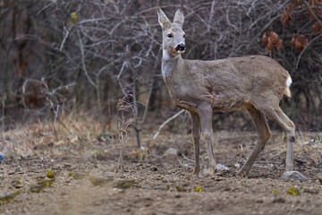 Roe deer at the feeding spot in the forest