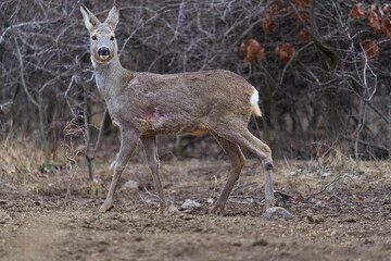 Roe deer at the feeding spot in the forest