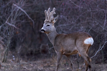 Roe buck at the feeding spot in the forest