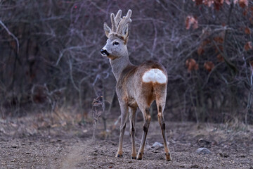 Roe buck at the feeding spot in the forest