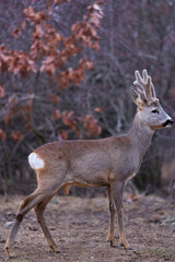 Roe buck at the feeding spot in the forest