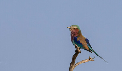 Lilac Breasted Roller