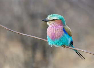 Lilac Breasted Roller