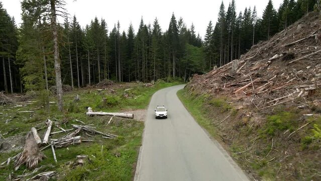 A single white SUV drives through a recently clear cut forest area, aerial track back