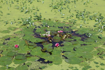pond with lotus flowers and lotus leaves