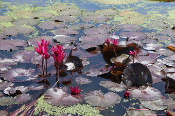 pond with lotus flowers and lotus leaves