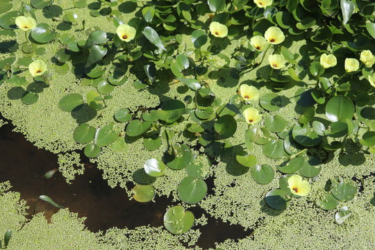 pond with lotus flowers and lotus leaves