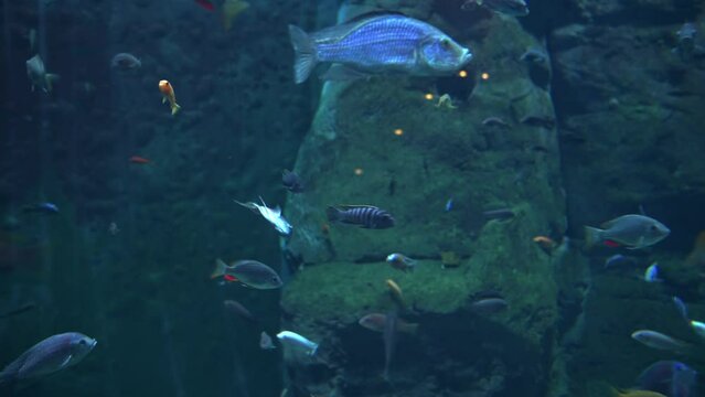 Colorful fishes in the deep under water, sea fish in zoo aquarium, close up