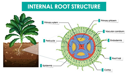 Diagram showing internal root structure - obrazy, fototapety, plakaty
