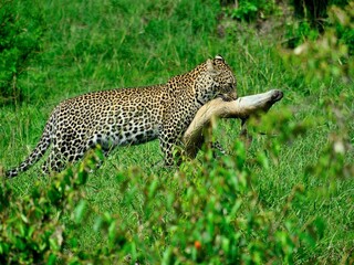 leopard eats roe deer