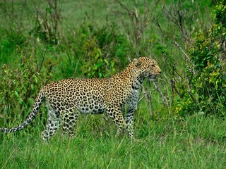 Fototapeta na wymiar leopard in the grass