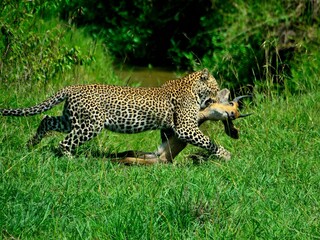 leopard eats roe deer