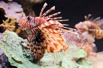 Lionfish, coral and other bright and colorful inhabitants of the Red Sea.