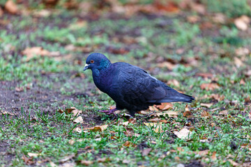 Pigeon waking on the field in a park