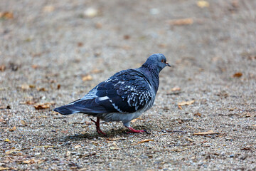 Pigeon waking on the field in a park