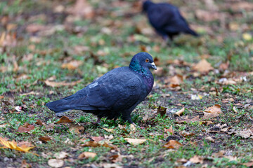 Pigeon waking on the field in a park