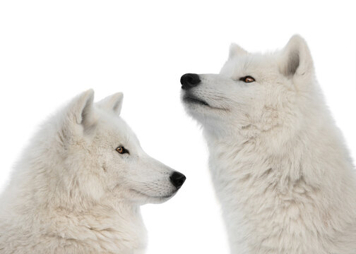 two polar wolf raised his head up isolated on white background