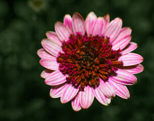 Obraz premium Closeup of a lavender Cape Marguerite daisy , frontal view
