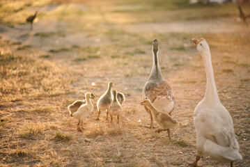 animal farm concept, flock of goose living in nature field of bird farming outdoor, white duck and flock of geese in agricultural concept